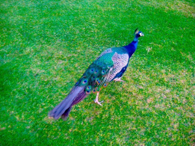 Peafowl at the Arboretum