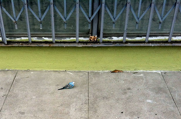 Expo-Crenshaw -- wild budgie