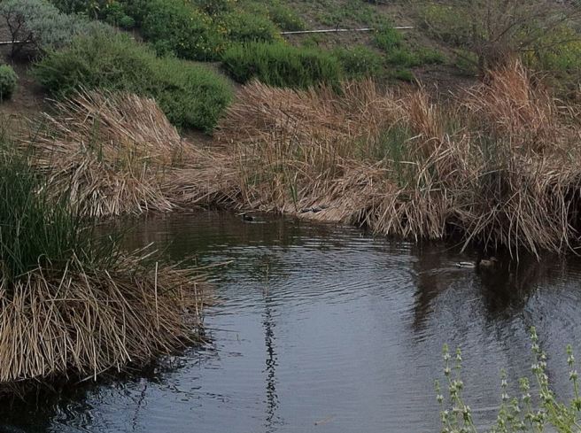 Dominguez Gap Wetlands