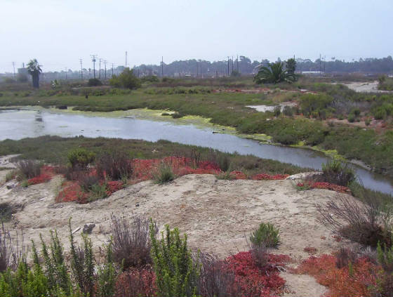 Steam Shovel Slough, Los Cerritos Wetlands, Studebaker Rd & power plant in the background (credit: CA Open Space)
