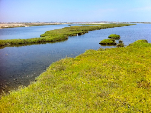 Bolsa Chica Wetlands 