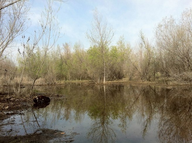 Rio de Los Angeles Wetlands