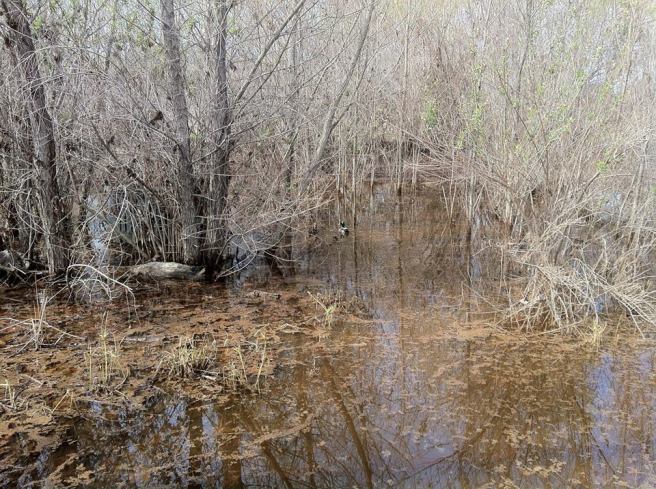 Rio de Los Angeles Wetlands