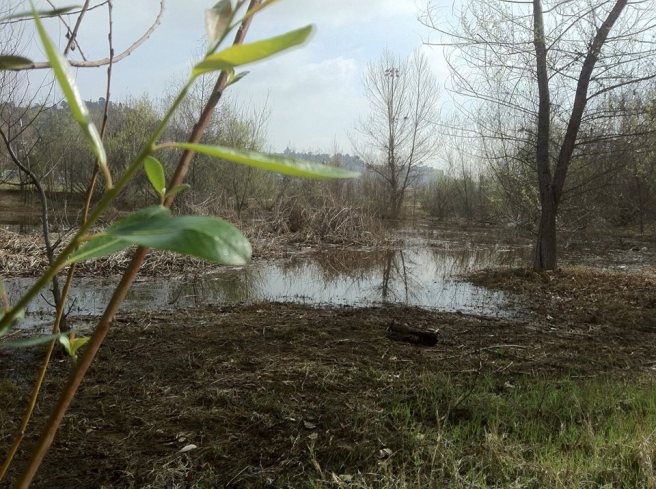 Rio de Los Angeles Wetlands