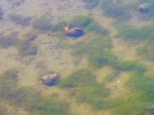 California Sea Hares