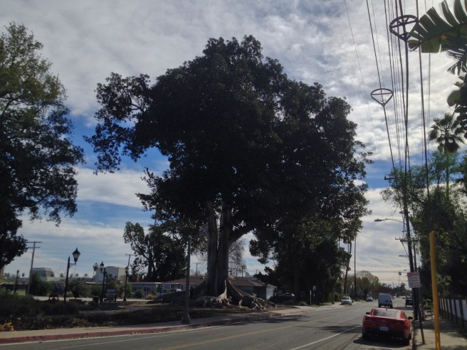 Moreton Bay Fig in Anaheim