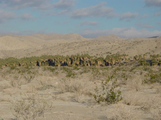 The Paul Wilhelm Grove