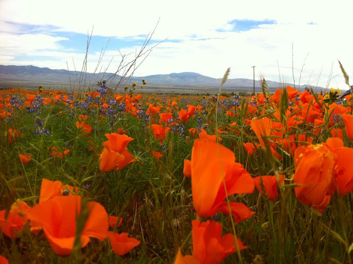 The Mars-like natural landscape of Los Angeles