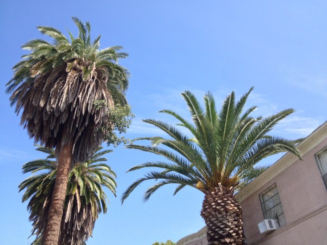 Tree growing out of a palm?