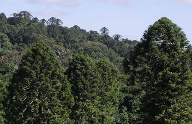Crowns of emergent trees in Bunya Mountains National Park, Queensland (Trevor Hinchliffe)