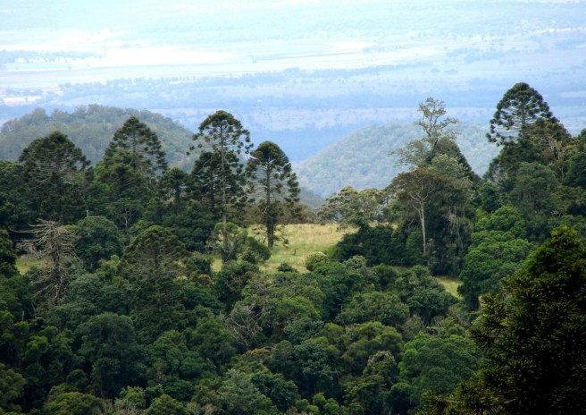Bunya forest in Australia (Source: Forest Venture)
