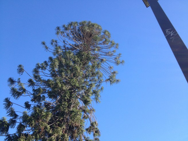 Looking up at El Pino