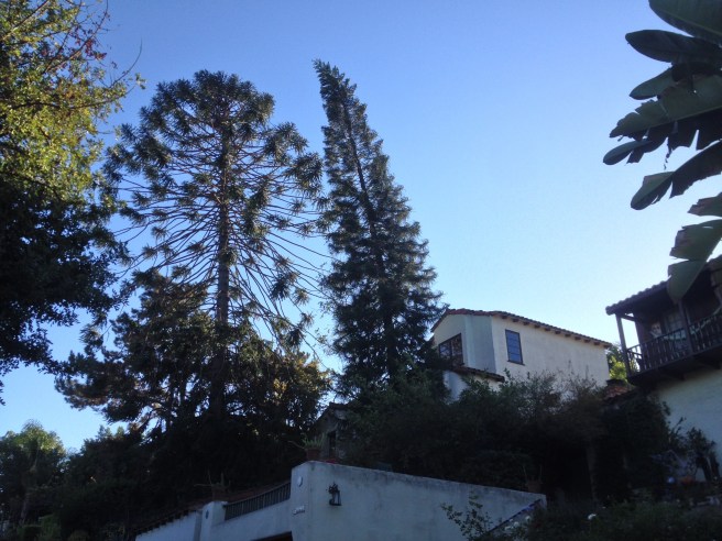 The Bunya in Silver Lake
