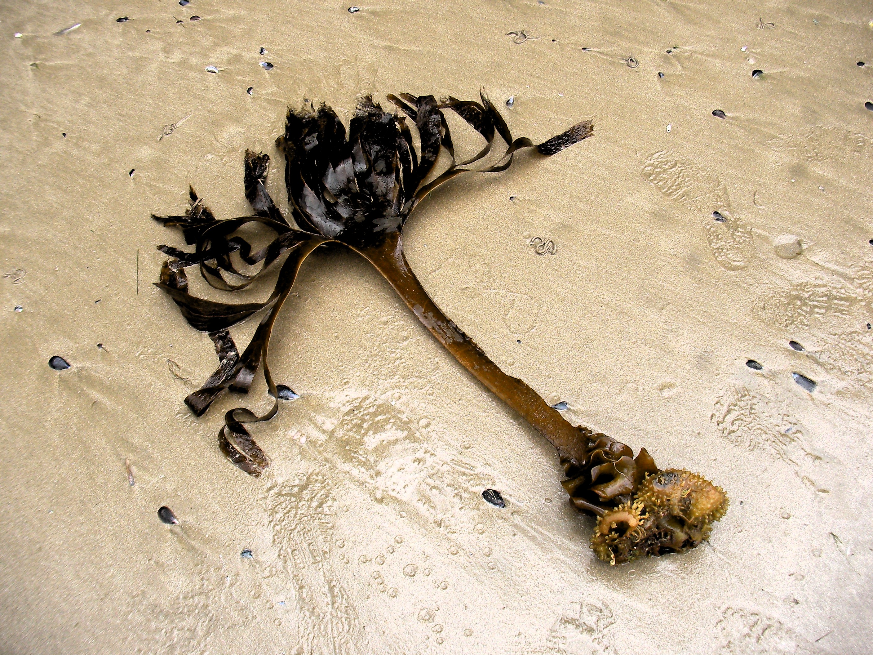 SANYO DIGITAL CAMERA