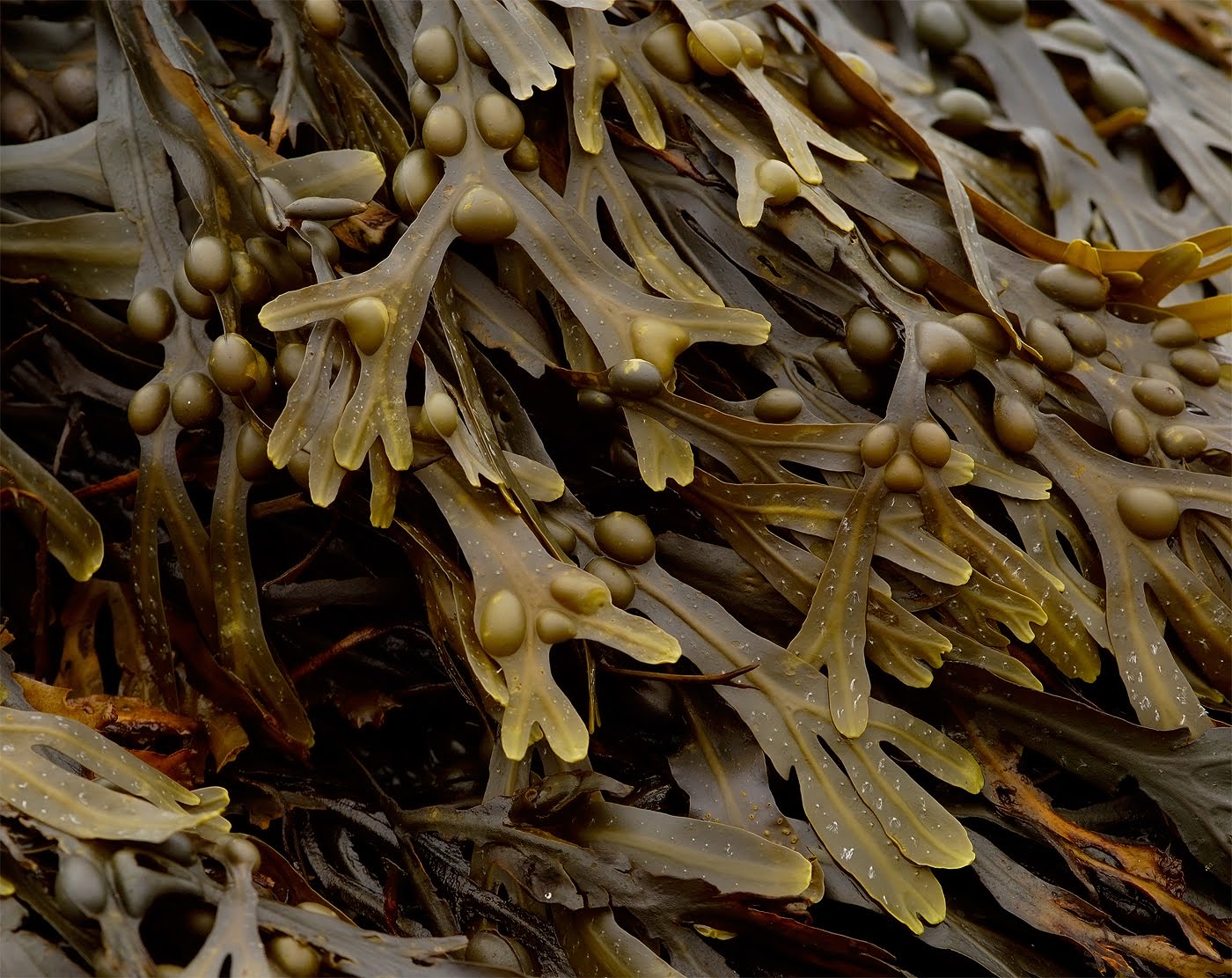 Bladder Wrack (Fucus vesiculosus) 1