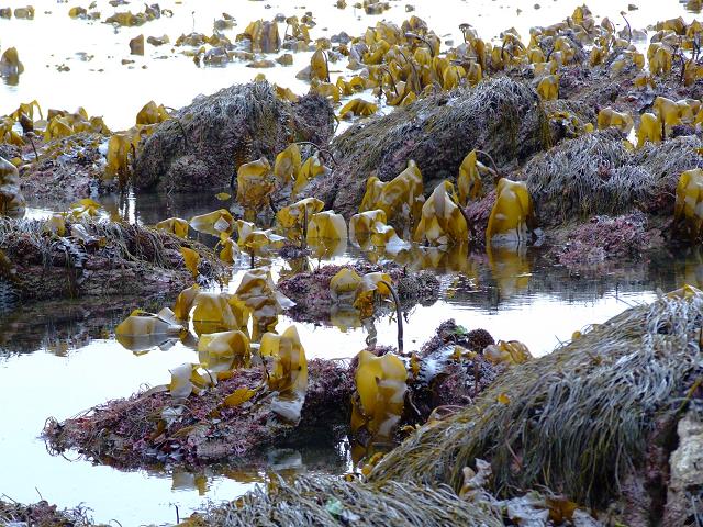 brown_seaweed_oarweed_laminaria_digitata_4_01-02-06.jpg