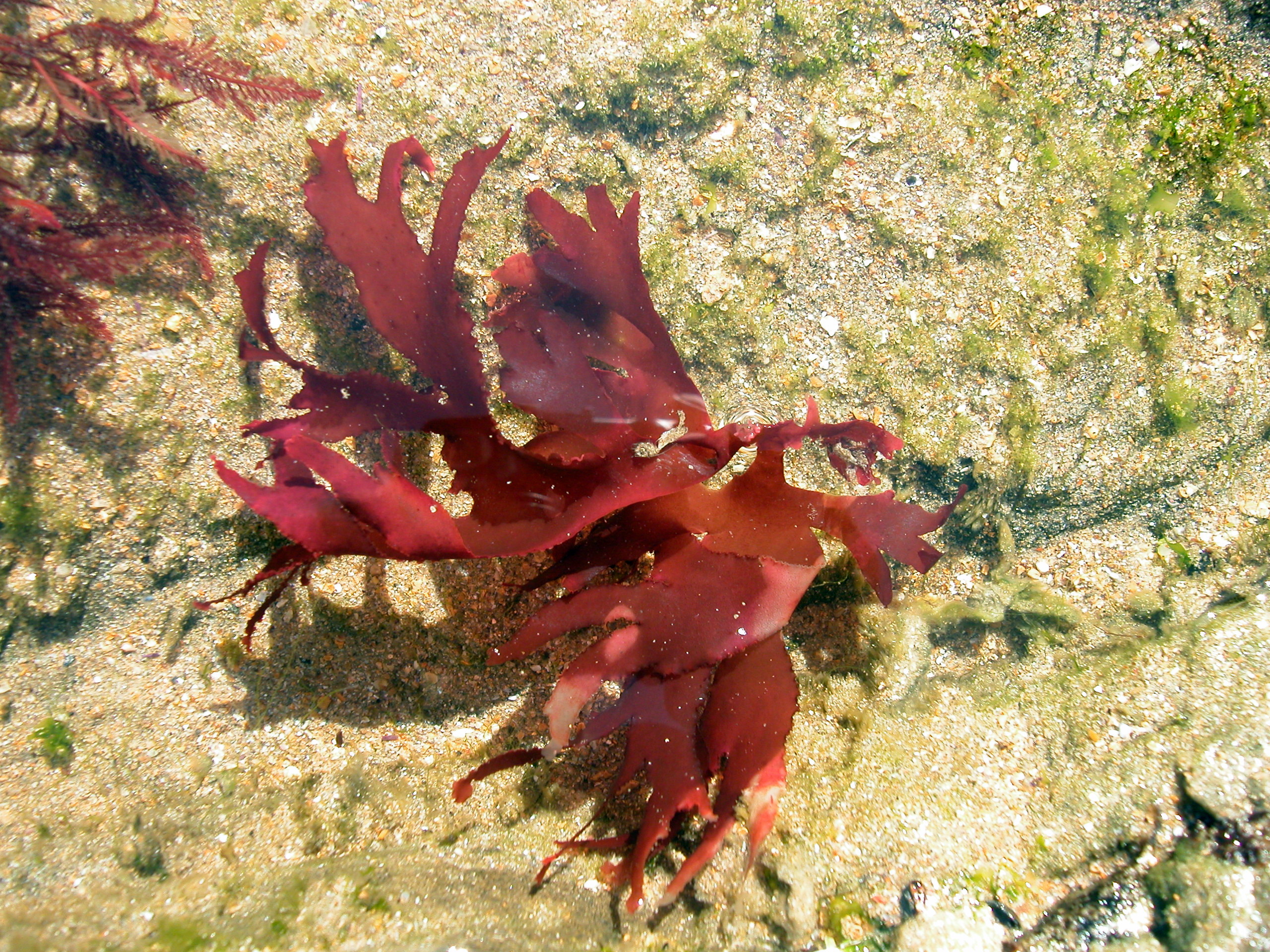 callophyllis-lac-iniata-240805-120