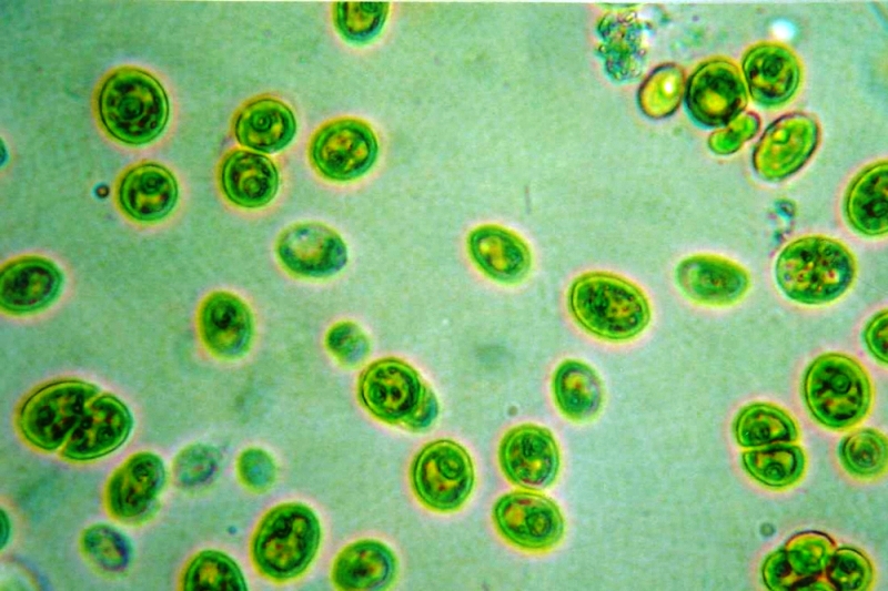 chlorella_image2_cells_290711.jpg