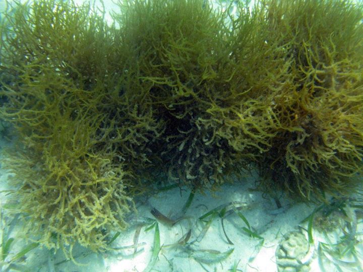 Eucheuma-isiforme-04