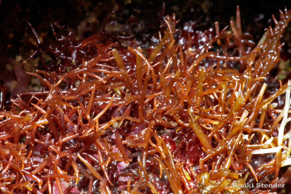 Gelidiella-acerosa-01