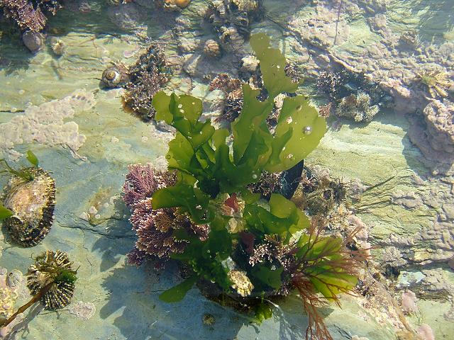 green_seaweed_sea_lettuce_ulva_lactuca_13-03-09.jpg