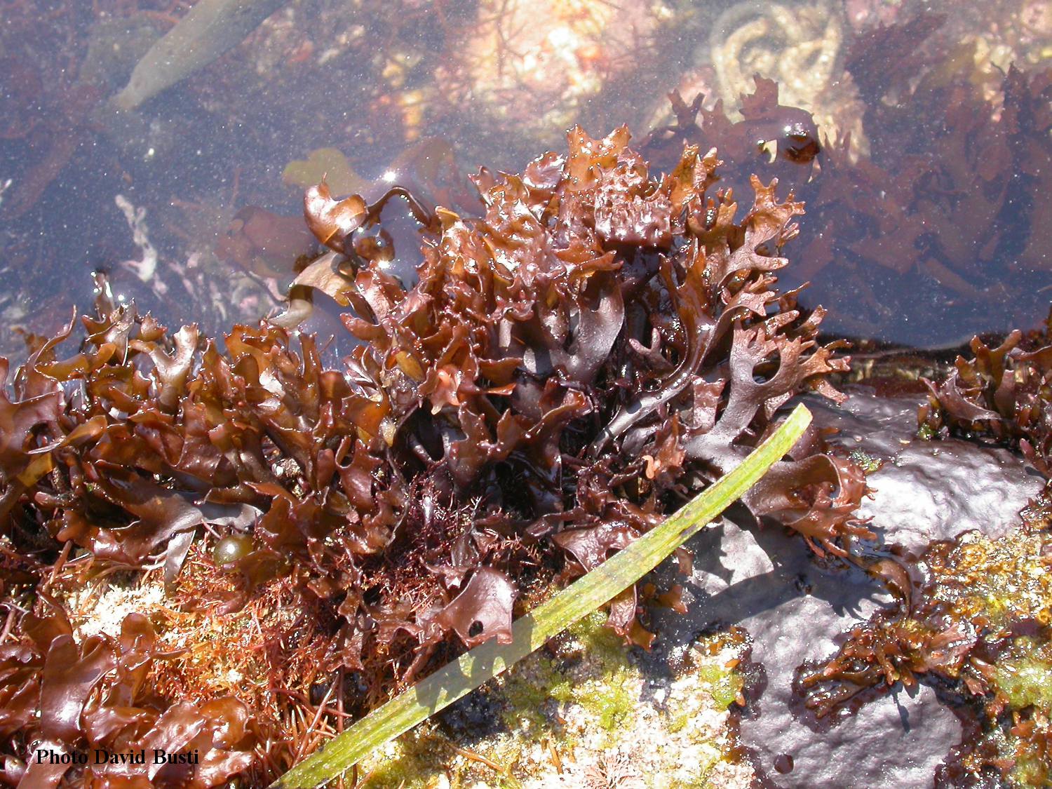 Mastocarpus-stellatus