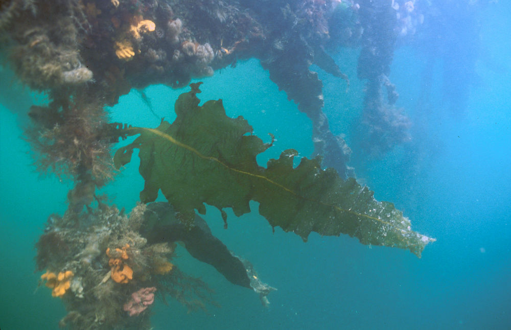 Undaria-pinnatifida-01