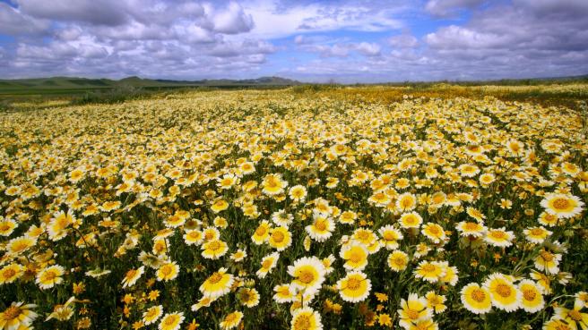 Wildflowers, Carrizo Plain National Monument, CA