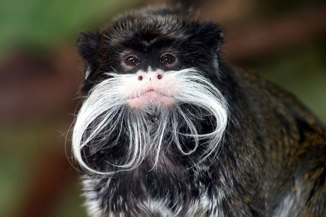 emperor_tamarin1