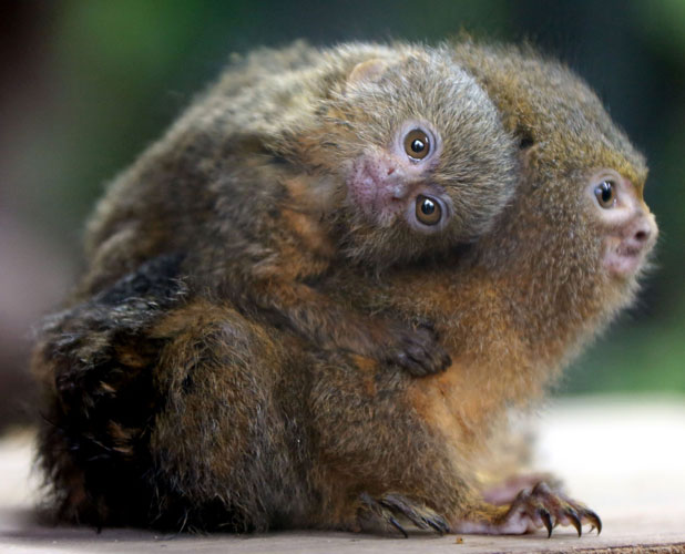 pygmy-marmoset