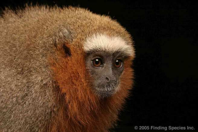 Red-Titi-Monkey