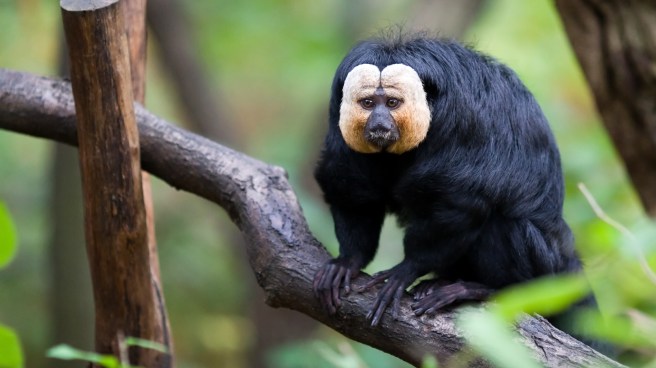 Saki-Monkey