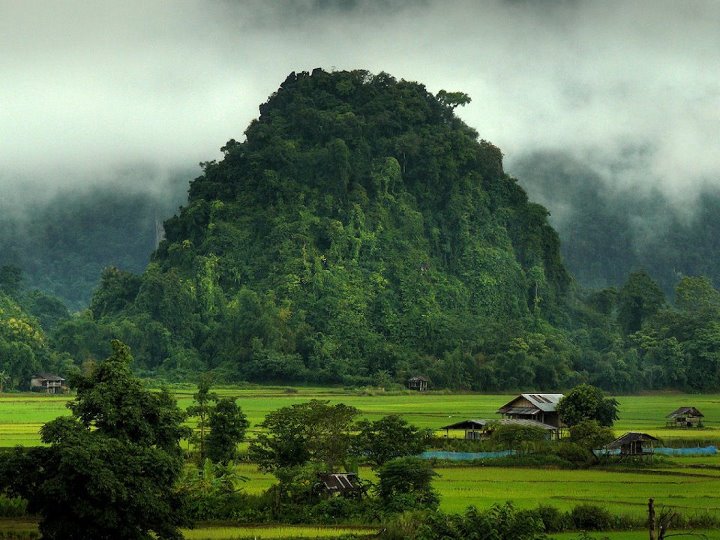 Jungle-Laos