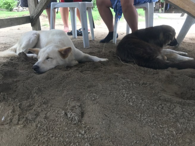 Resting dogs