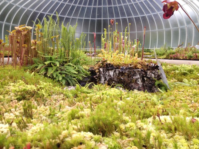 Plants in the botanical gardens