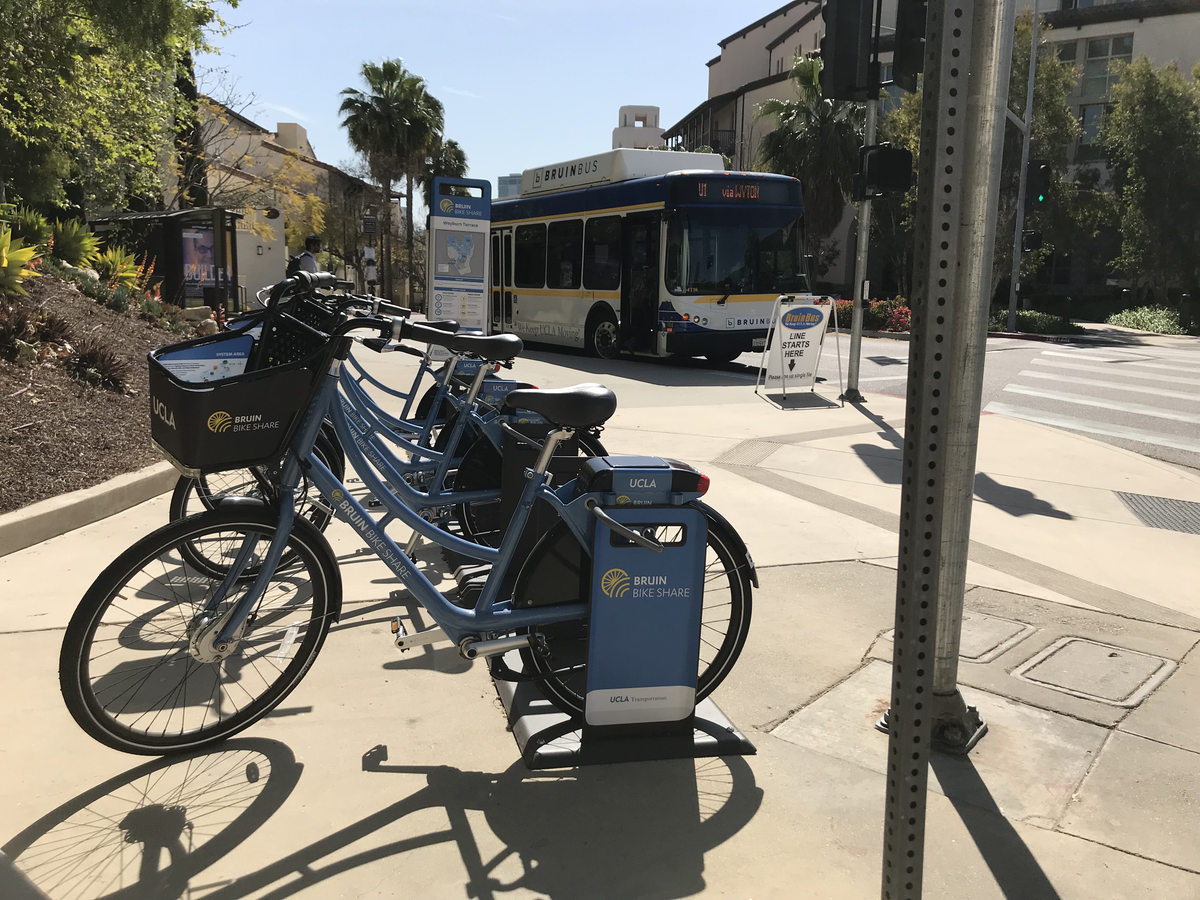 Bruin bikes and bus