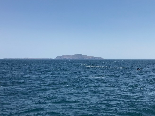 Anacapa and Dolphins