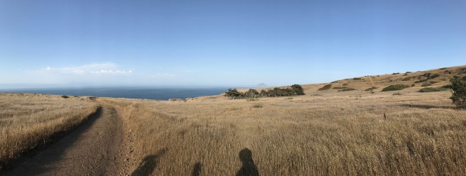 Monterey cypress grove