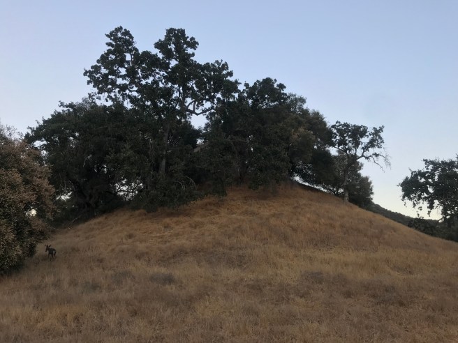 Oaks on a hill